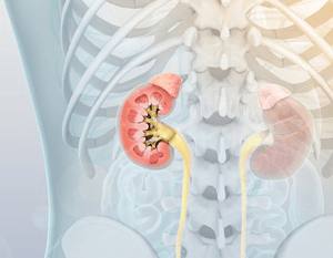 Urology/Genitourinary System