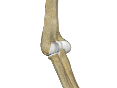 Elbow - Educational Picture