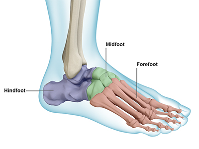 Foot & Ankle Anatomy - Educational Picture