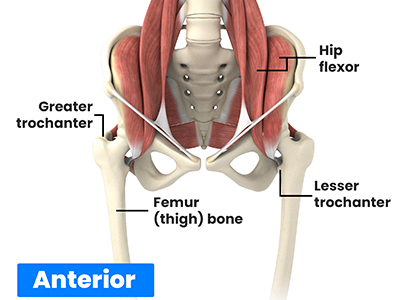 Hip Anatomy - Educational Picture