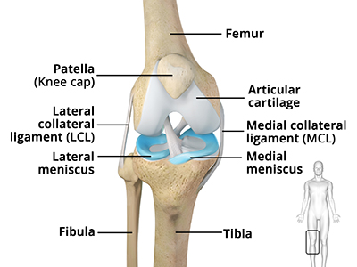 Knee Anatomy - Educational Picture