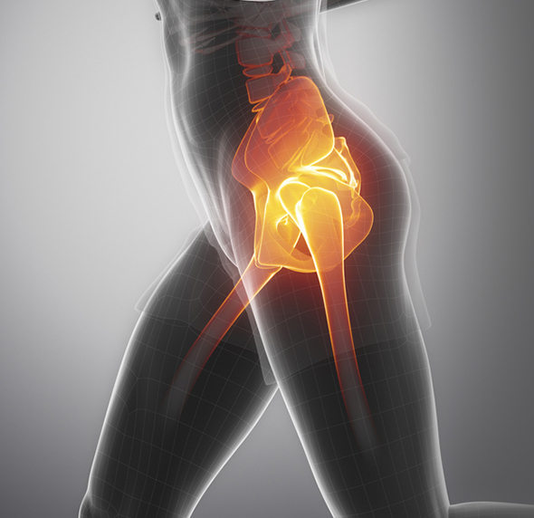 Hip - Educational Picture