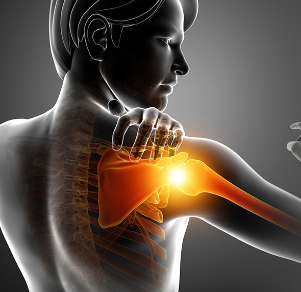 Shoulder - Educational Picture