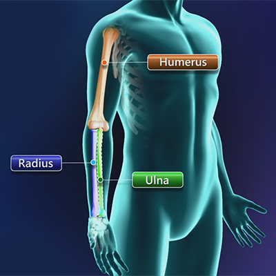 Elbow - Anatomy: Educational Picture