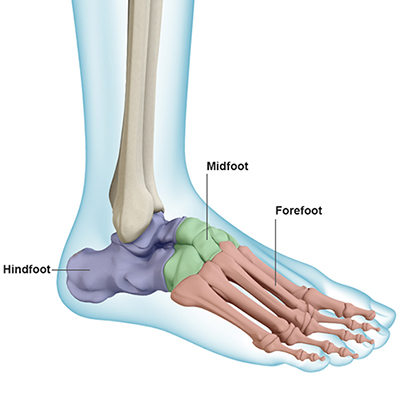 Foot & Ankle - Anatomy Educational Picture