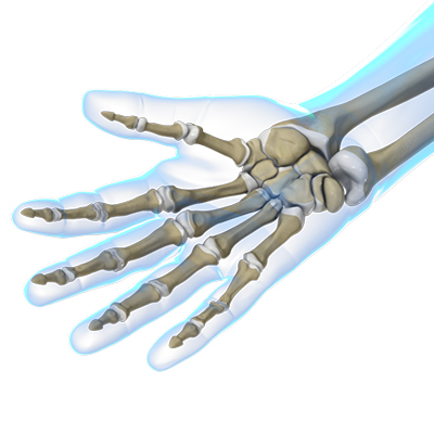 Hand & Wrist - Anatomy Educational Picture