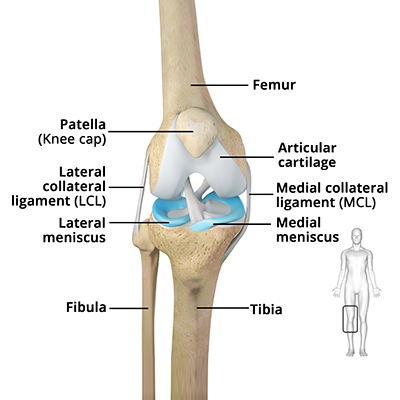 Knee - Anatomy: Educational Picture