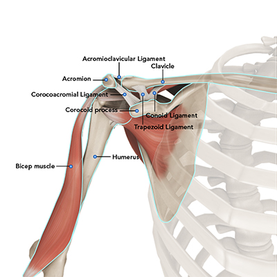 Shoulder - Anatomy Educational Picture