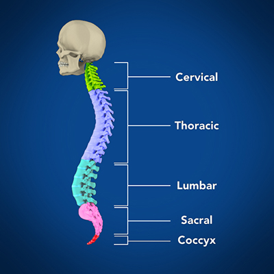 Spine - Anatomy: Educational Picture