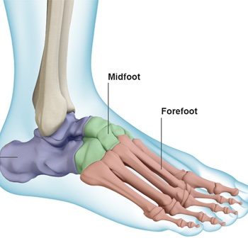 Picture of Foot and Ankle Anatomy
