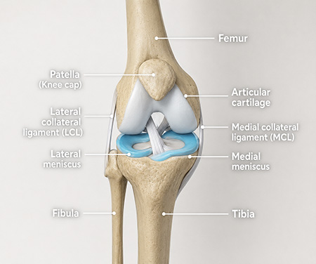 Knee Anatomy