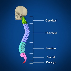 Spine
