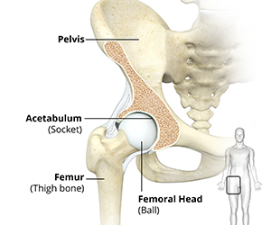 Hip Anatomy img