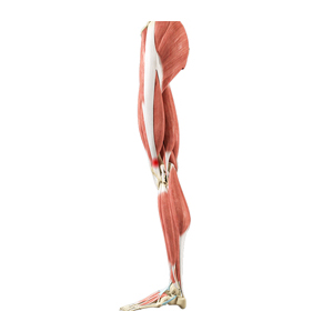 Iliotibial Band Syndrome - Educational Picture