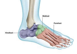 Foot & Ankle