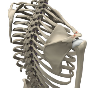 shoulder-fractures-img