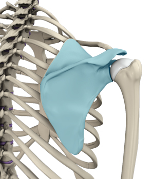 snapping-scapula-img