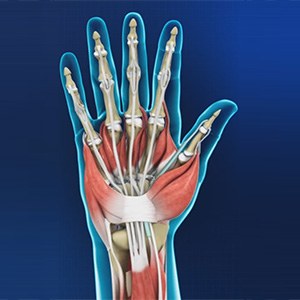 Picture of Hand and Wrist Anatomy