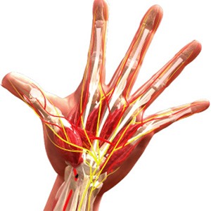 Picture of Microvascular Surgery