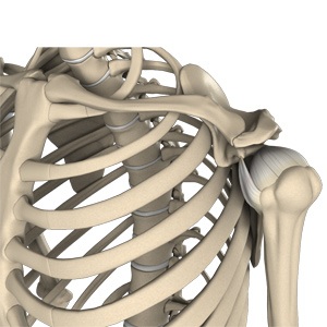 Picture of Shoulder Anatomy