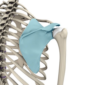 Picture of Snapping Scapula