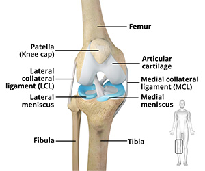Knee Anatomy - Educational Picture