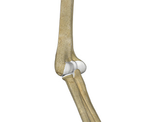 Elbow Anatomy - Educational Picture