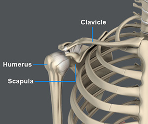 Shoulder Anatomy - Educational Picture
