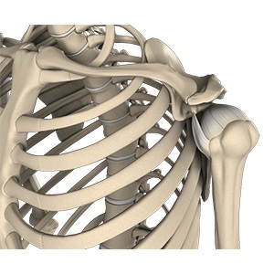 Picture of Shoulder Anatomy