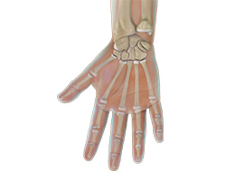 Picture of Hand and Wrist Anatomy