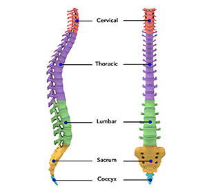 Anatomy of the Spine img
