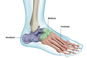 Anatomy of the Foot and Ankle img