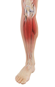 Shin Splints Image
