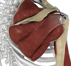 Shoulder Ligament Injuries - Educational Picture