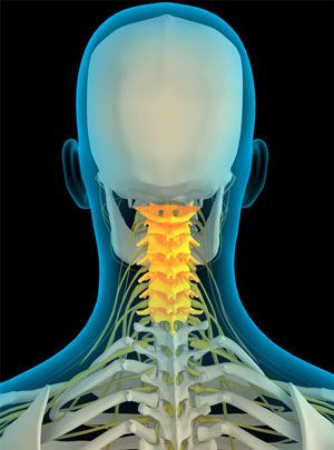 Cervical Spine Anatomy pic