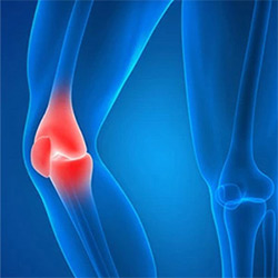 Picture of Knee Anatomy