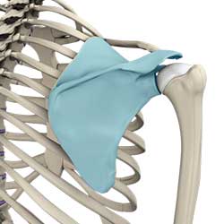 Picture of Snapping Scapula