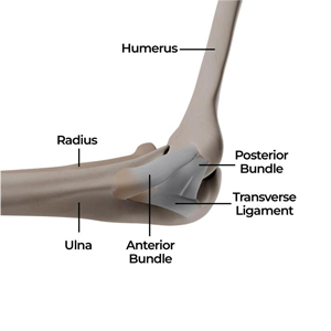 Elbow Conditions picture