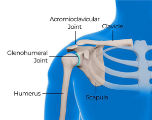 Shoulder Conditions picture