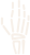 Hand & Wrist picture