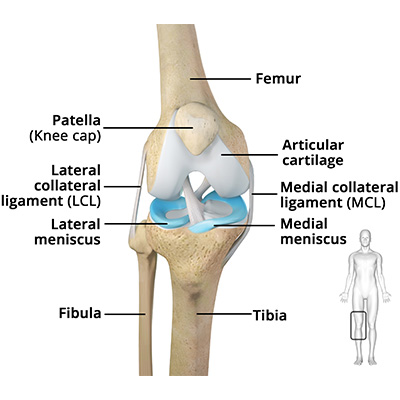 Knee Anatomy - Educational Picture