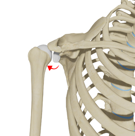 Posterior Shoulder Instability - Educational Picture