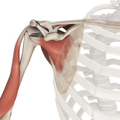 Shoulder Anatomy - Educational Picture