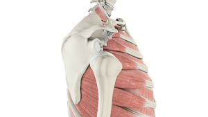 Shoulder Labrum Reconstruction - Educational Picture