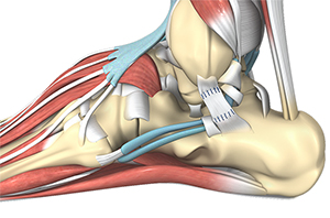 Foot Tendon Repair - image