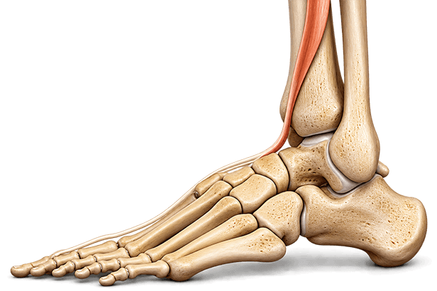 Advanced Foot & Ankle Solutions - image