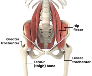 Hip Anatomy - Educational Picture