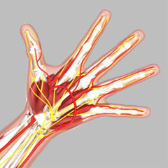 Anatomy of the Hand & Wrist