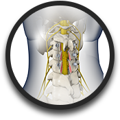 Posterior Cervical Laminotomy