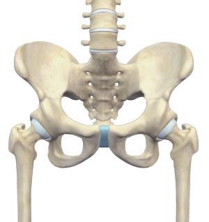 Normal Anatomy of the Hip Joint pic